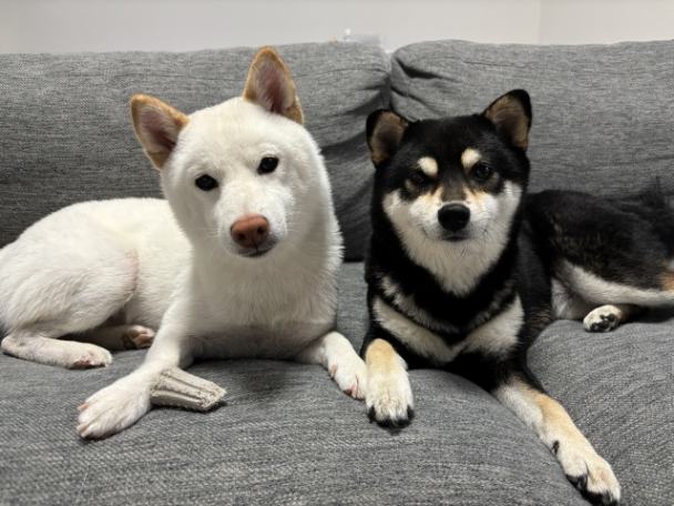 ペットの問題も近隣でのトラブル・嫌がらせに発展